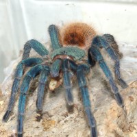 female GBB