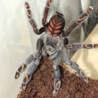 S/AF P. irminia