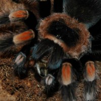 Mortica B. Smithi