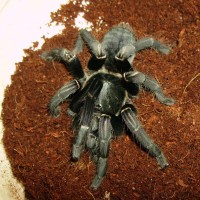 Haplopelma minax? or Longipes?