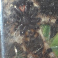 Poecilotheria formosa male/female?