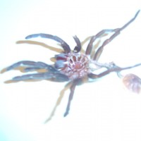 Brachypelma vagans Sling Male or Female?