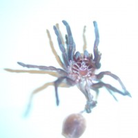 Brachypelma vagans Sling Male or Female?