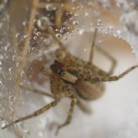 Funnelweb (Hololena sp.)