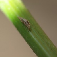 Green Lacewing (larva)