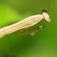 Preying Mantis Nymph