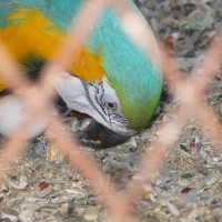 Macaw and Eggs