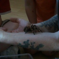 my b.smithi "drutt"