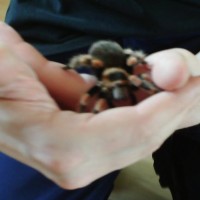 my b.smithi "drutt"