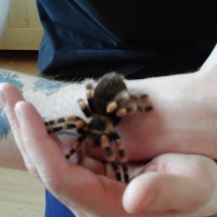 my b.smithi "drutt"