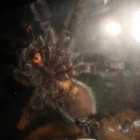 Avicularia Purpurea (Boo)