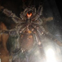 Avicularia Purpurea (Boo)