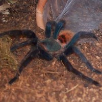 My new Chromatopelma cyaneopubescens (NOS4A2)