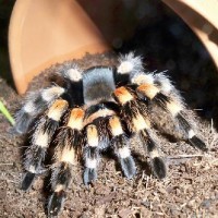 B.smithi "Marik"