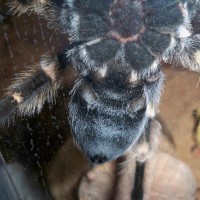 B. smithi male? Female?