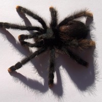 Avicularia sp.