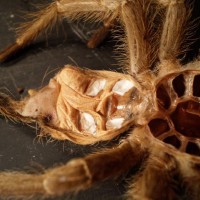 Aphonopelma seemani