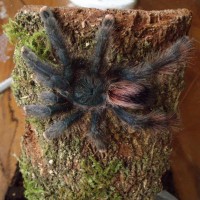 avicularia 9cm