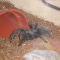 Ebony after molting August 09