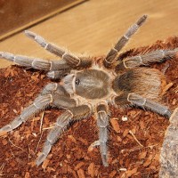 Aphonopelma Seemanni