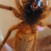 OBT, male or female?