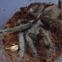 Chilobrachys... what is it?