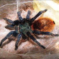 Chromatopelma cyaneopubescens