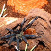 GBB Freshly Molted (Chromatopelma cyaneopubescens)