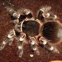 Acanthoscurria geniculata