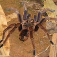 Panama Tarantula