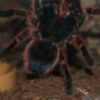 G.Rosea Male or Female?