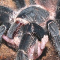 Lasiodora Klugi Feeding