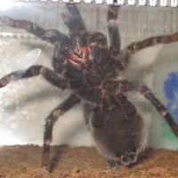 Brachypelma Vagans  - Male or Female? What do you think :)