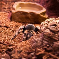 Female B. smithi - Jazz