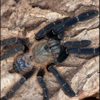 Cyriopagopus SP "sumatran tiger"