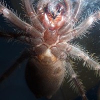 Lasiodora parahybana  M/F?