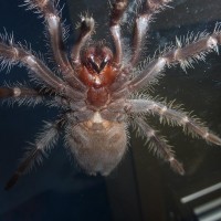 Lasiodora parahybana M/F?