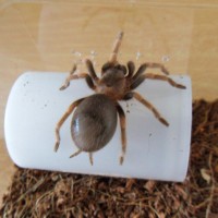 Fattypelma Smithi