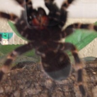 b-smithi