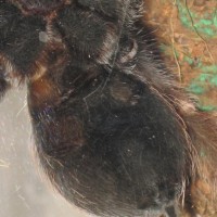 Is this picture too dark to sex the tarantula? ( B. Smithi )