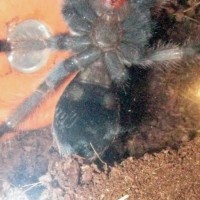 B. smithi boy or girl?