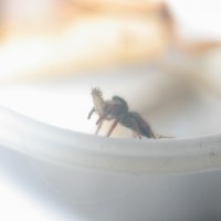 Feeding on Woollybear