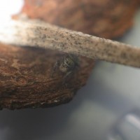 Phidippus johnsoni