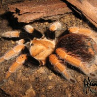 Aphonopelma bicoloratum