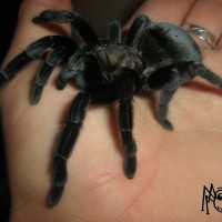 Aphonopelma caniceps