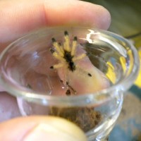 Avicularia avicularia Pinktoe spiderling