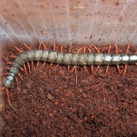 Scolopendra cingulata