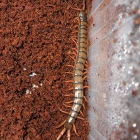 Scolopendra cingulata