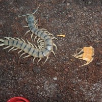 Scolopendra cingulata