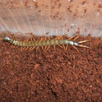 Scolopendra cingulata